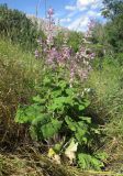 Salvia sclarea