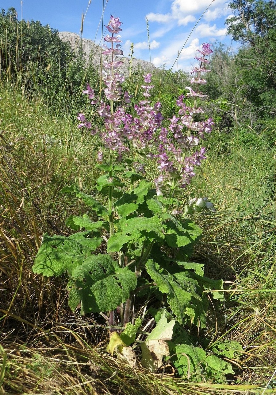 Изображение особи Salvia sclarea.