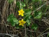 Caltha membranacea