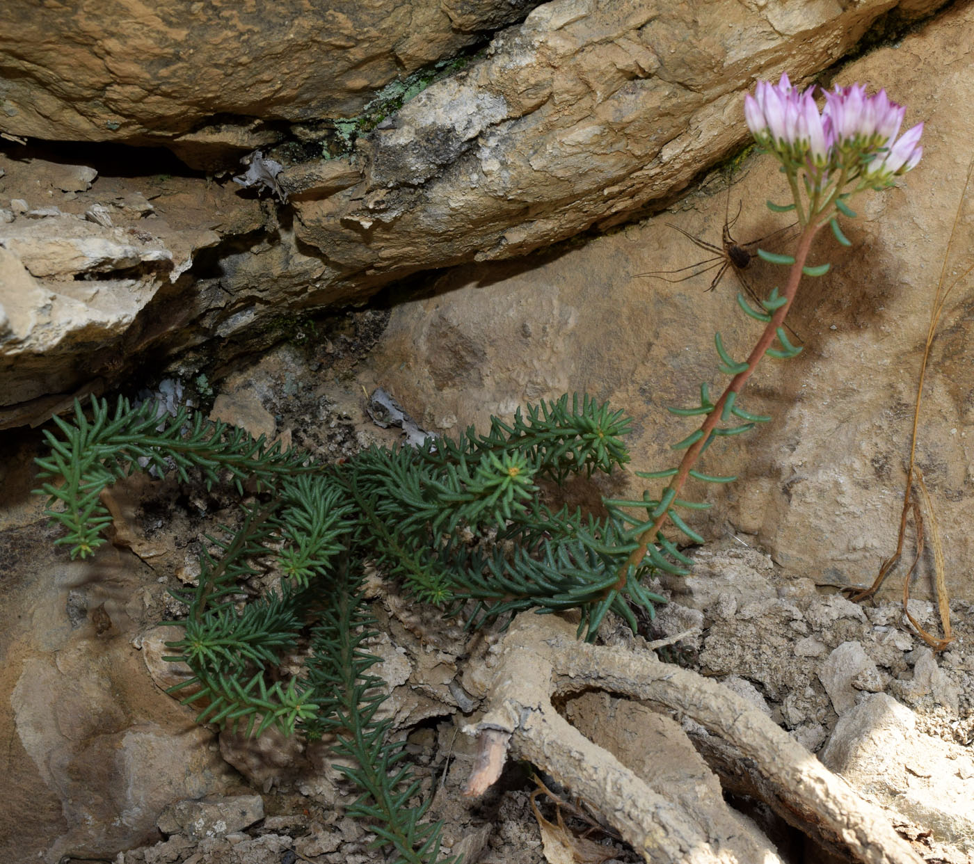 Изображение особи Pseudosedum longidentatum.