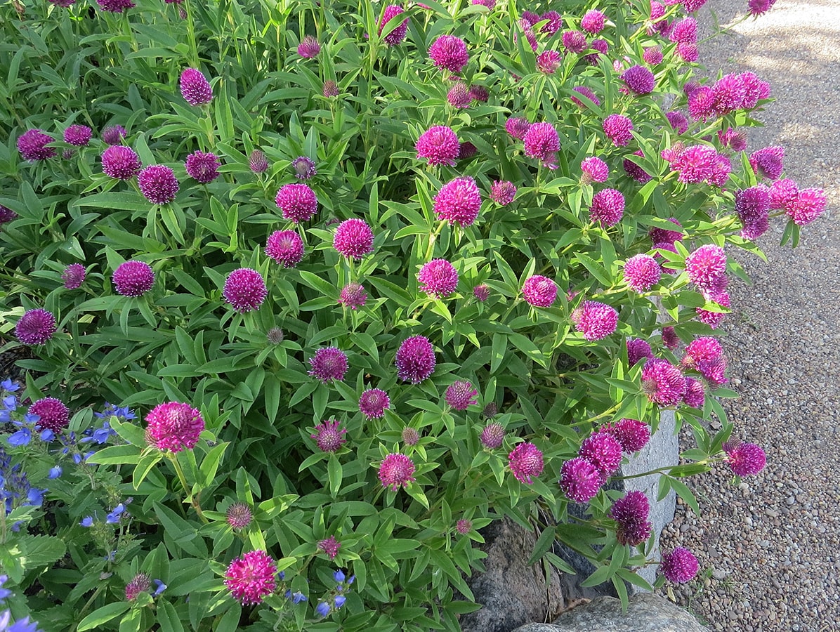 Изображение особи Trifolium alpestre.