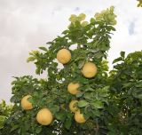 Citrus maxima. Верхушка дерева с плодами. Израиль, южная Арава, между киббуцами Самар и Элифаз, сельскохозяйственные угодья киббуца Элифаз. 18.02.2019.