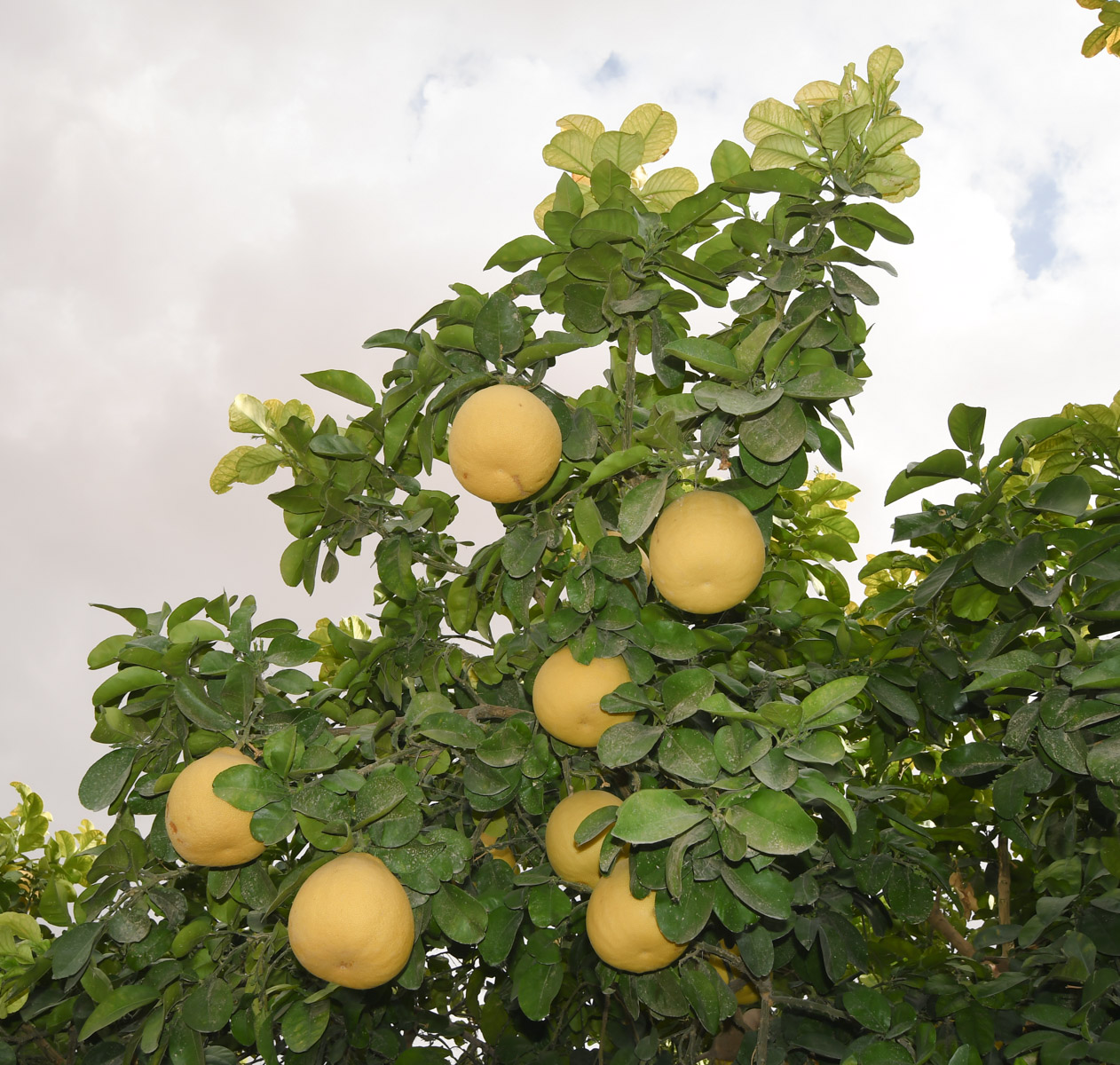 Image of Citrus maxima specimen.