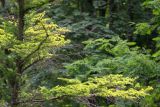 Larix kaempferi. Часть ствола и ветви. Кировская обл., г. Киров, Ботанический сад Вятского государственного университета, в культуре. 07.07.2018.
