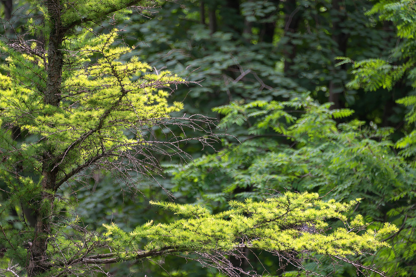 Image of Larix kaempferi specimen.