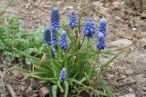 Muscari leucostomum. Цветущее растение. Узбекистан, г. Ташкент, Ботанический сад им. Ф.Н. Русанова. 20.03.2019.