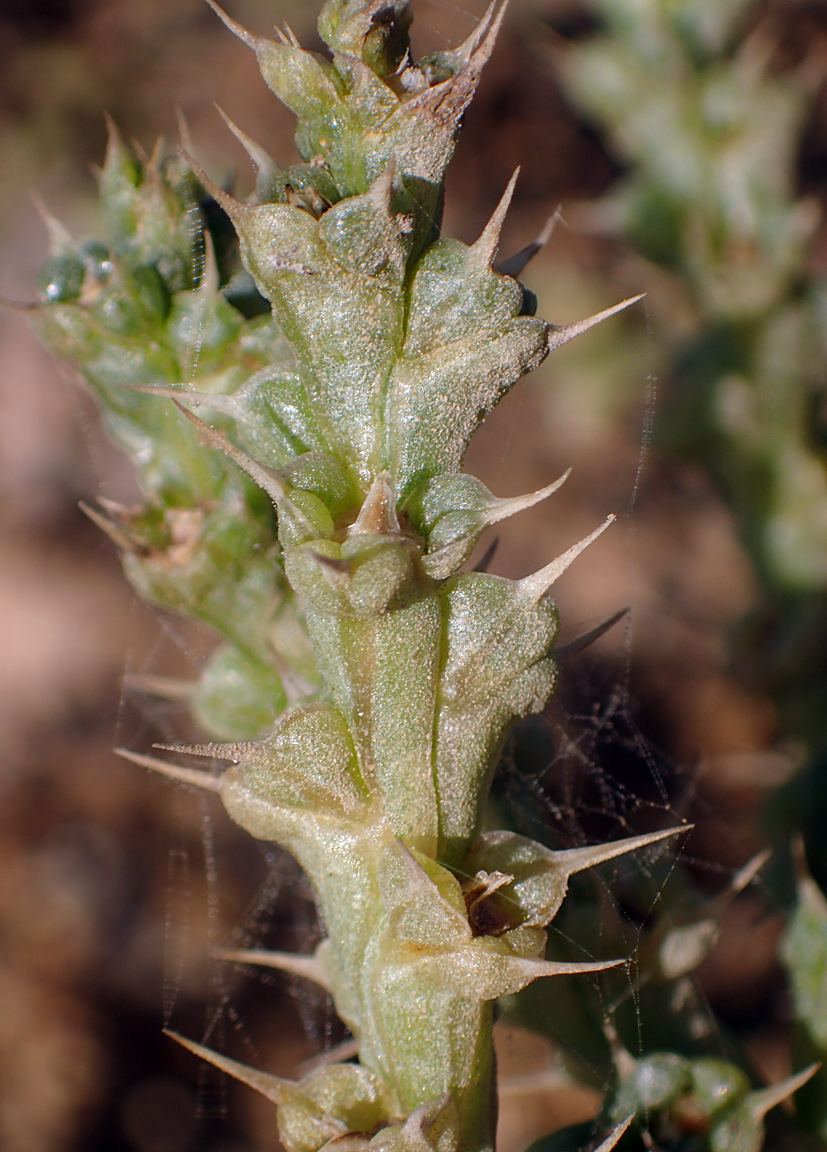 Image of Salsola pontica specimen.