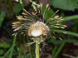 род Taraxacum. Соплодие. Узбекистан, г. Ташкент, пос. Улугбек, санитарно-защитная зона. 04.05.2019.