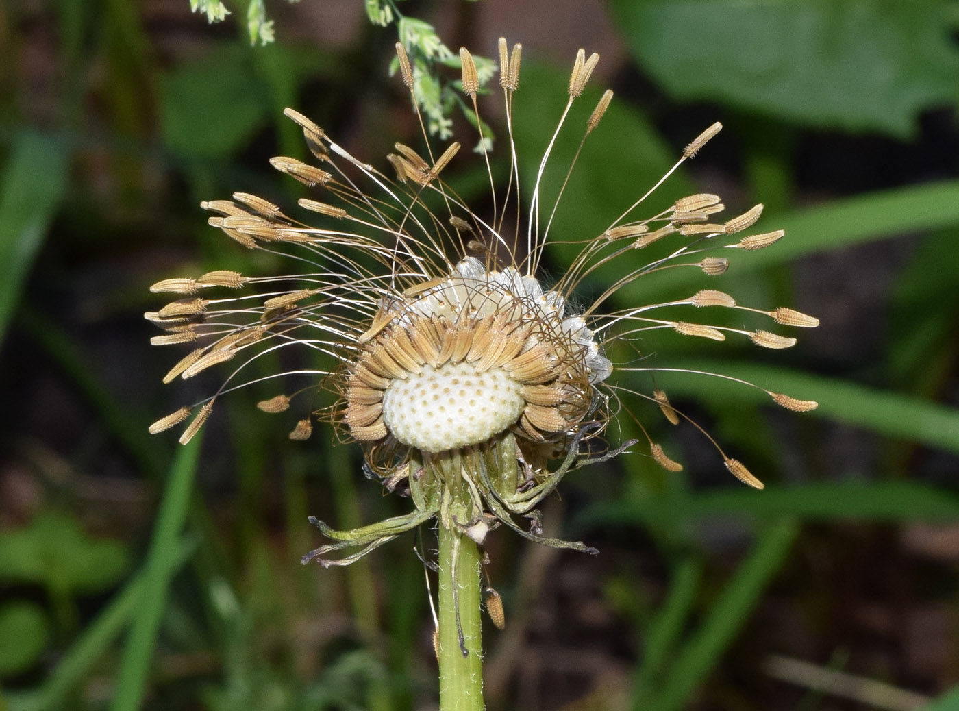 Изображение особи род Taraxacum.