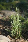 Papaver amurense. Бутонизирующее растение. Костромская обл., Судиславский р-н, дер. Антипино, в культуре. 12.05.2019.