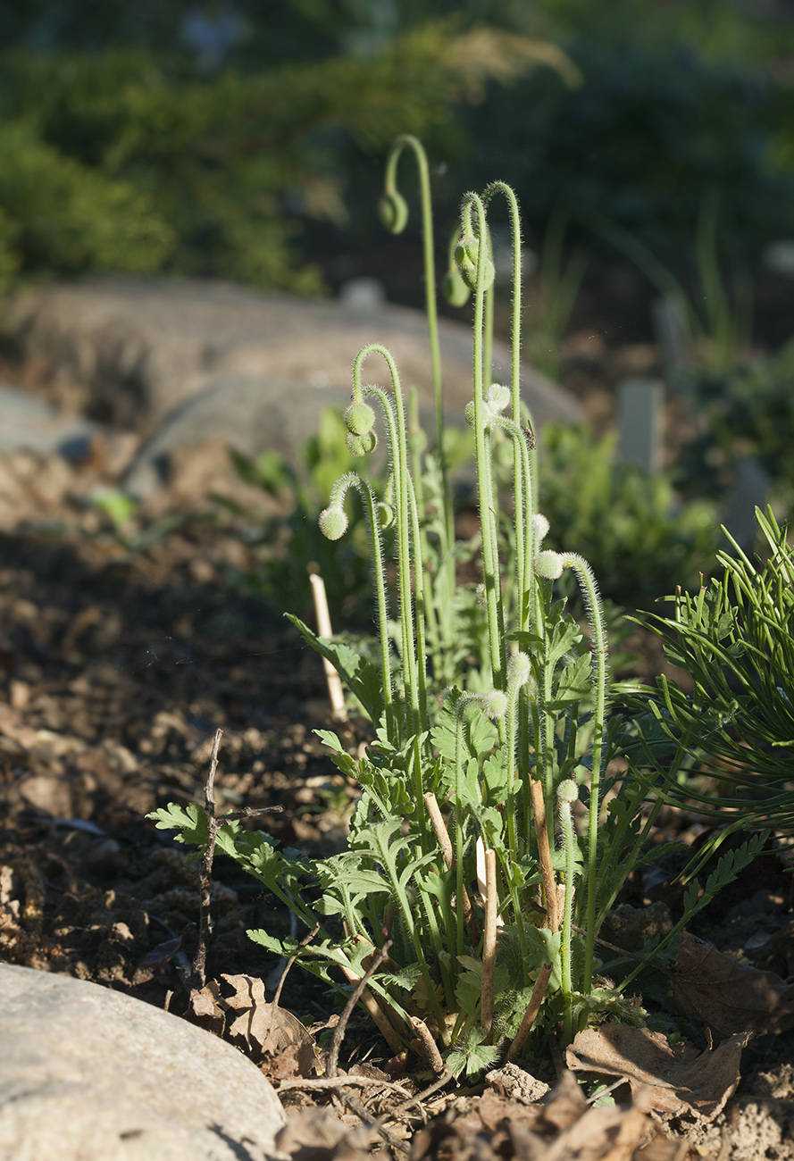 Image of Papaver amurense specimen.