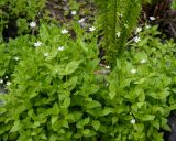 Stellaria bungeana. Цветущие растения. Казахстан, Восточно-Казахстанская обл., г. Усть-Каменогорск, городской парк Жастар. 20.05.2019.