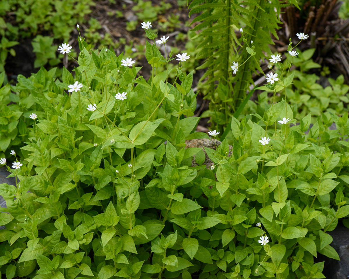 Image of Stellaria bungeana specimen.