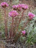 Pseudosedum lievenii