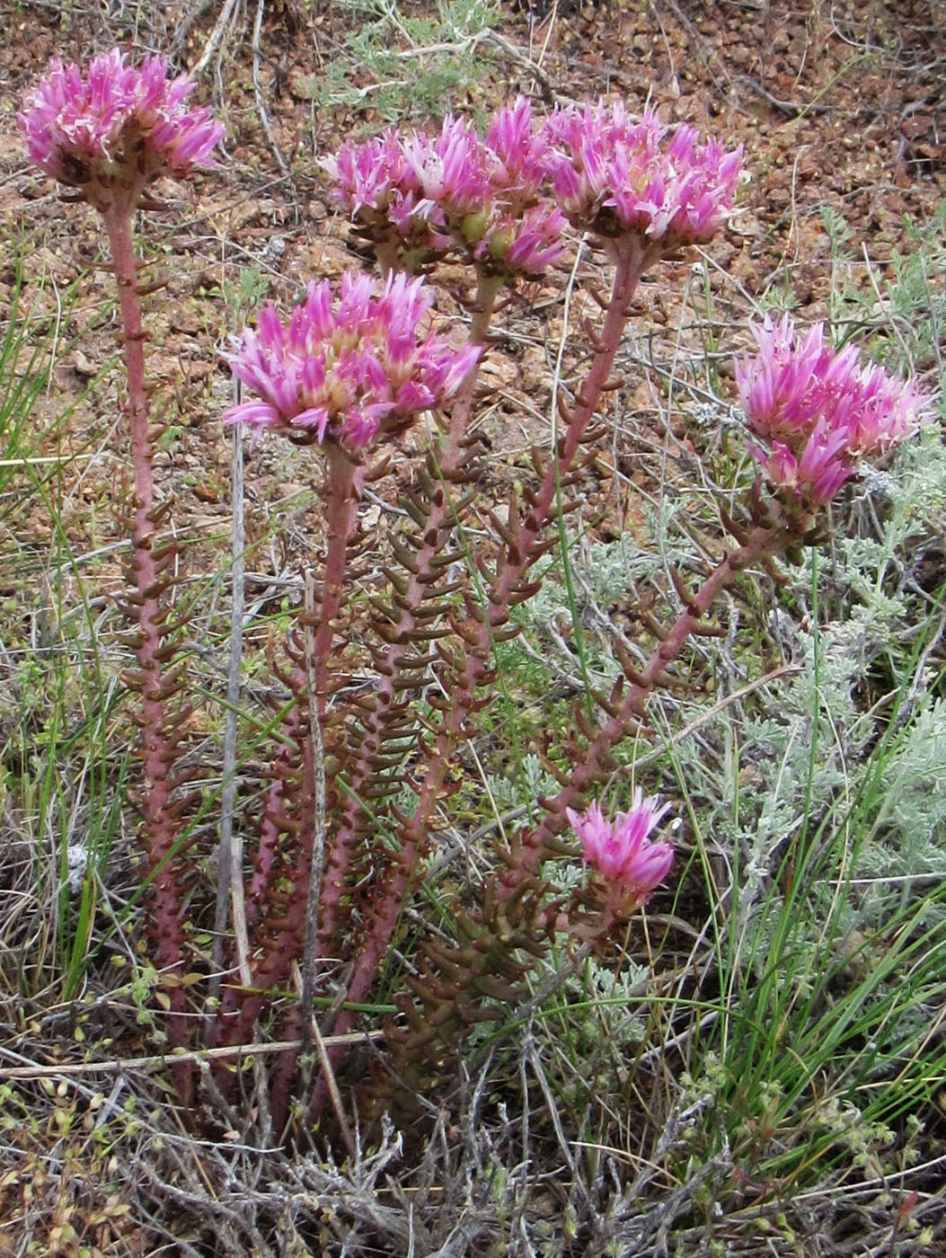 Изображение особи Pseudosedum lievenii.