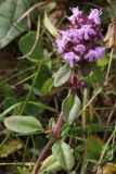 Thymus ovatus