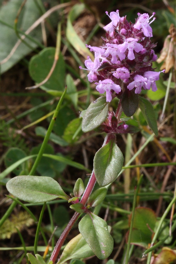 Изображение особи Thymus ovatus.