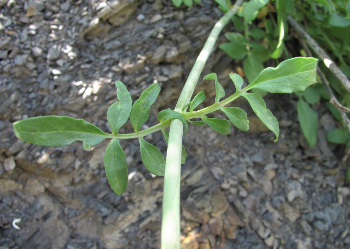 Image of Valeriana cardamines specimen.