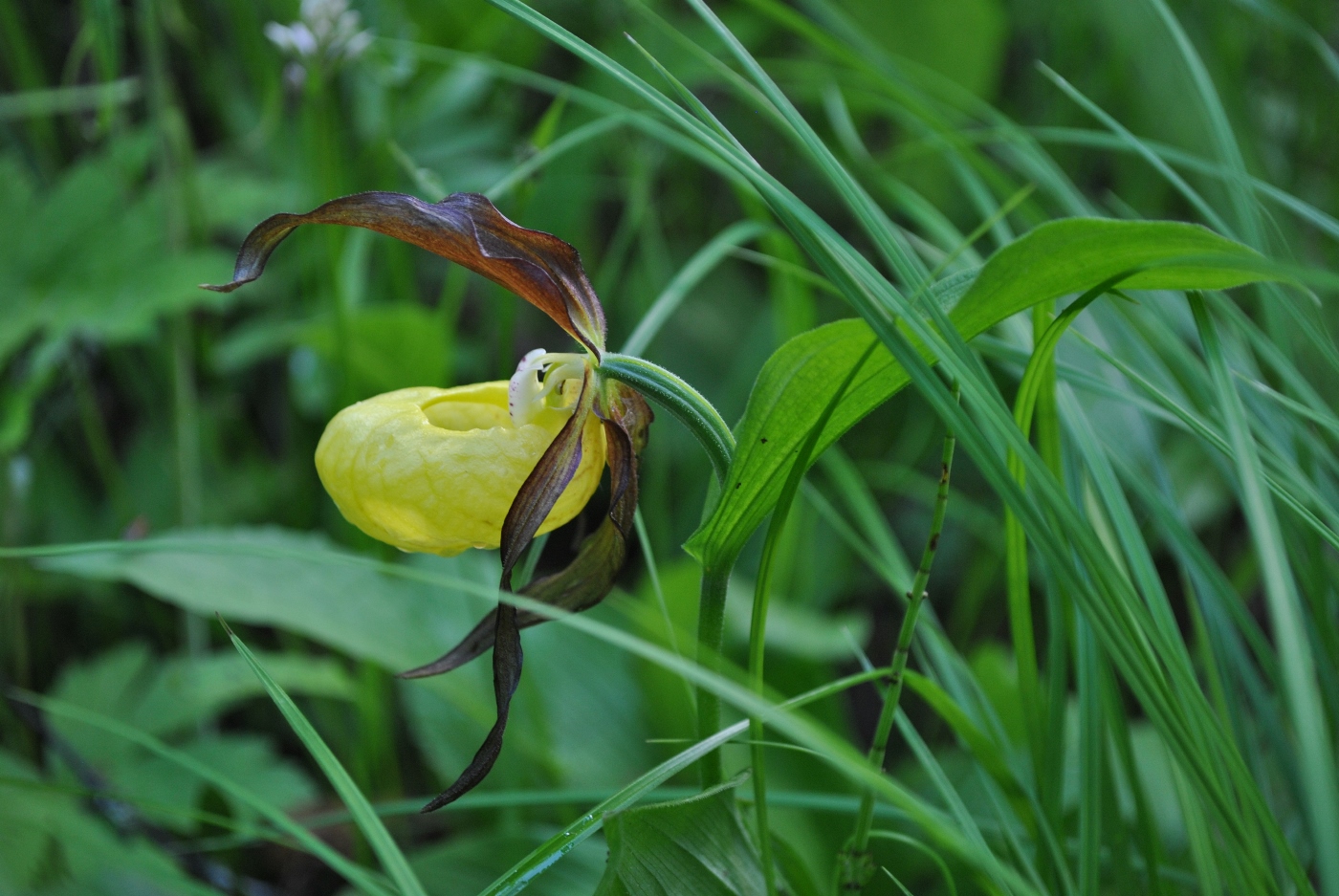 Image of Cypripedium calceolus specimen.