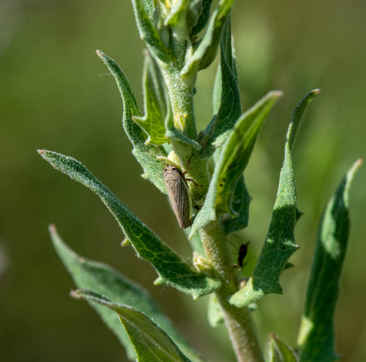 Изображение особи Hieracium virosum.