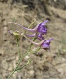 Delphinium divaricatum. Верхушка цветущего растения. Дагестан, окр. с. Талги, сухой склон. 05.06.2019.