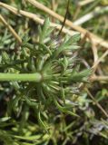 Daucus carota subspecies hispanicus. Листочки обёртки соцветия(?). Испания, Каталония, пров. Жирона, комарка Альт Эмпорда, муниципалитет Кадакес, мыс Креус, окр. маяка Far de cap de Creus, в расщелине скалы. 18.06.2019.