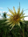 Tragopogon dubius