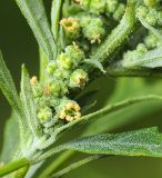 Chenopodium ficifolium