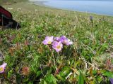 Claytonia acutifolia. Цветущие растения. Берингово море, Карагинский зал., о. Верхотурова, тундра. 17.06.2019.