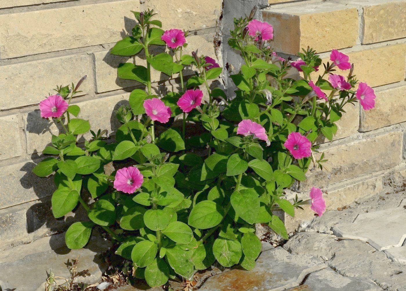 Image of Petunia &times; hybrida specimen.