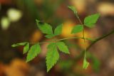 Angelica pachyptera