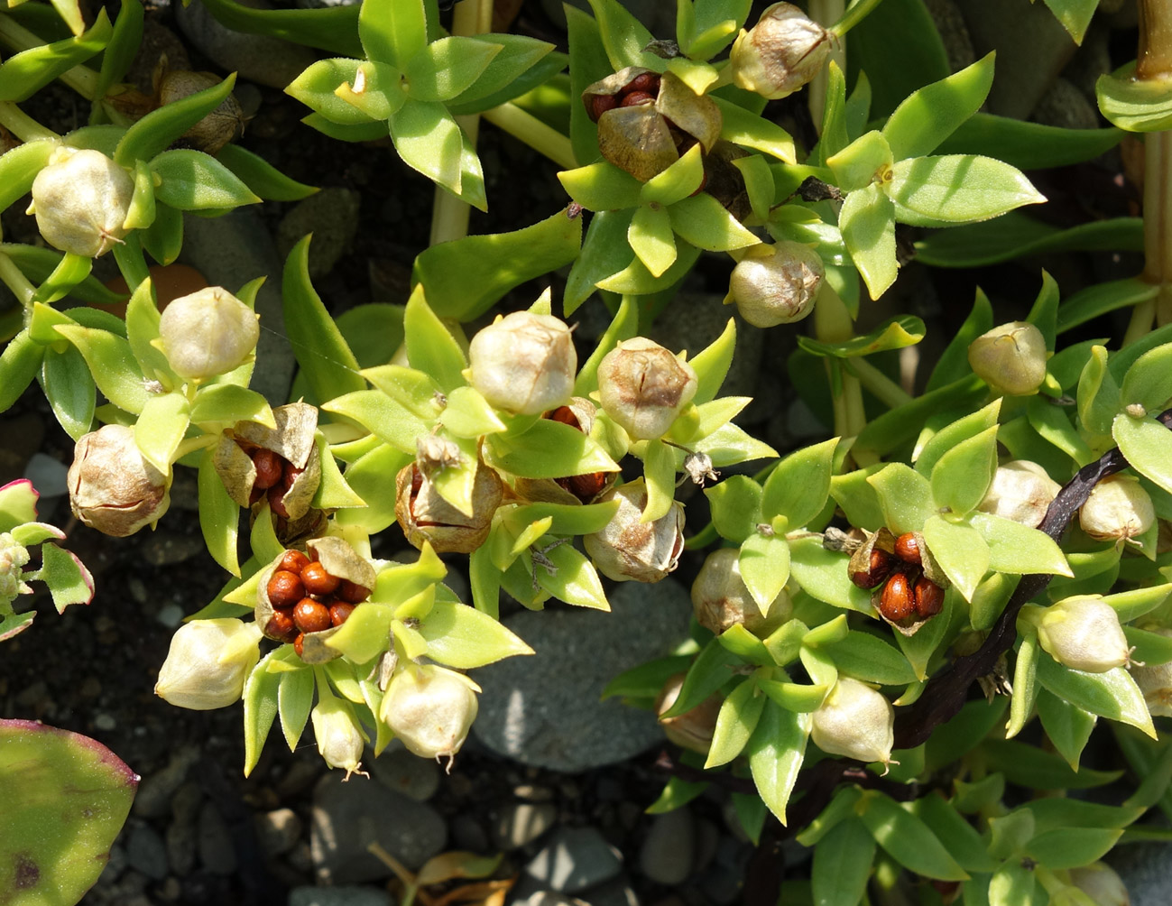 Image of Honckenya peploides ssp. major specimen.