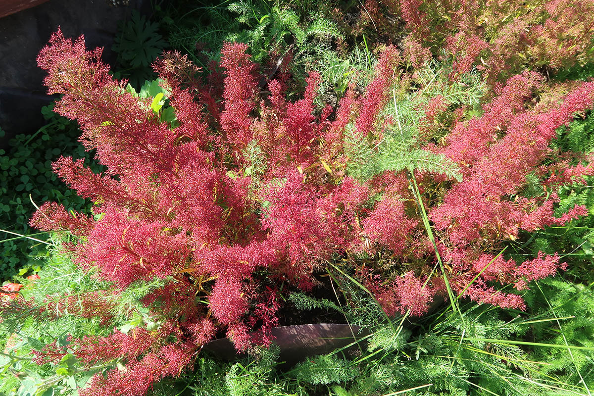 Image of Teloxys aristata specimen.