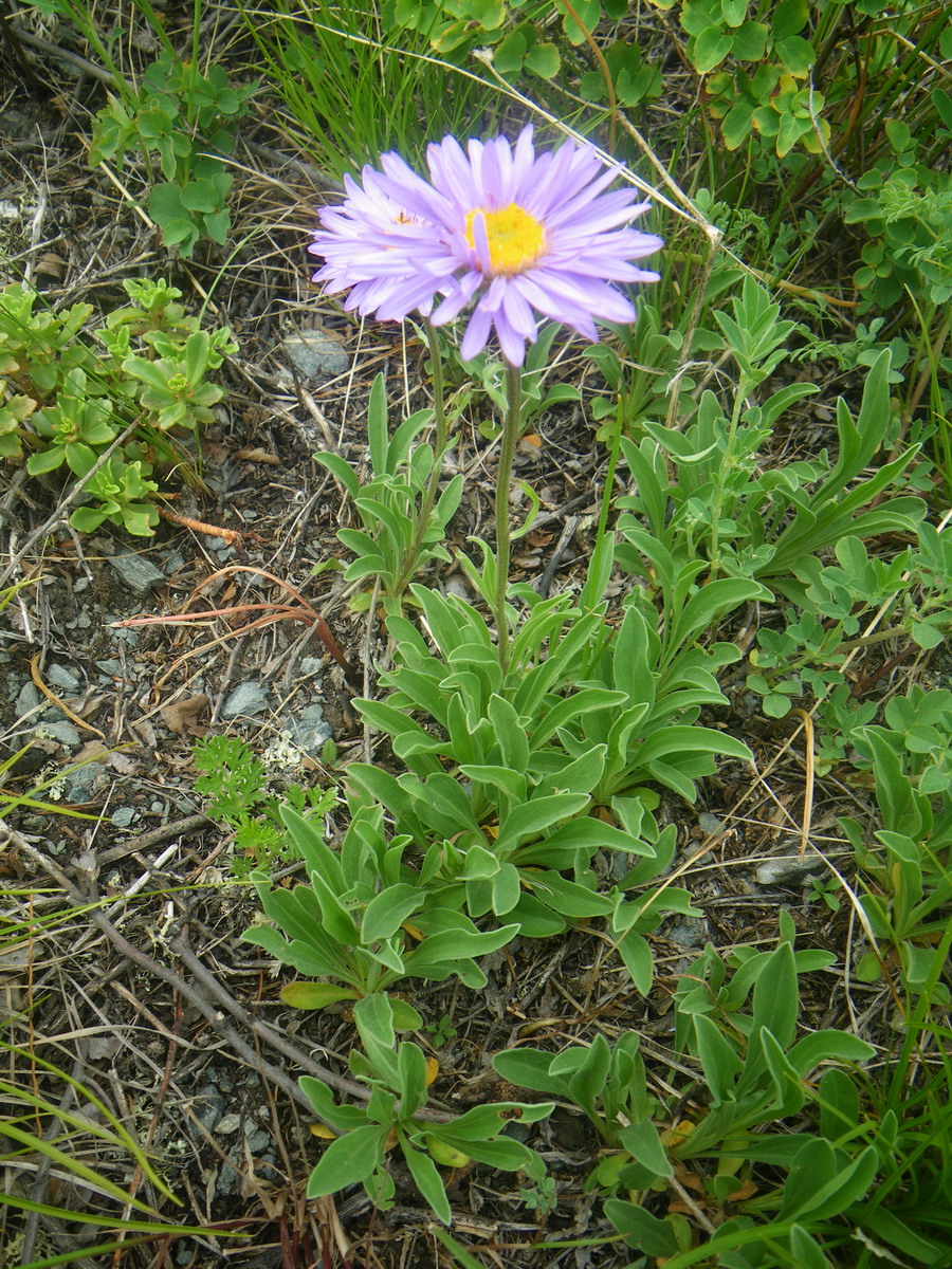 Изображение особи Aster alpinus.