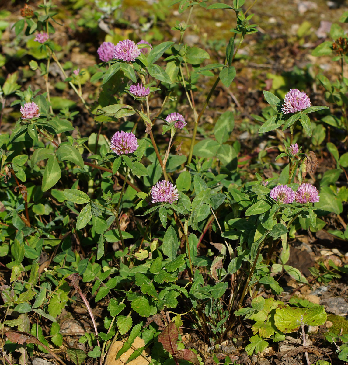 Изображение особи Trifolium pratense.