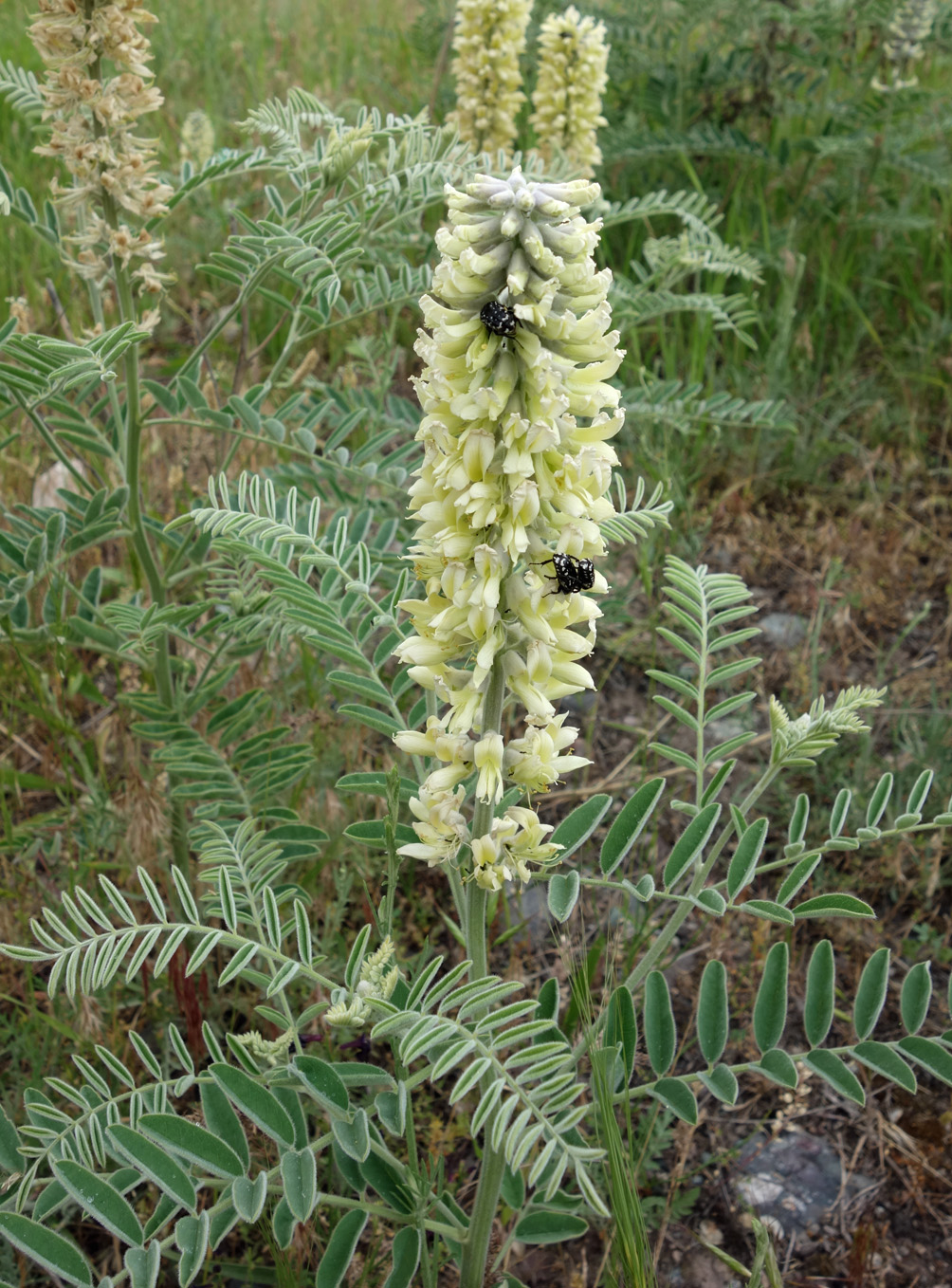 Изображение особи Pseudosophora alopecuroides.