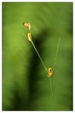 Carex disperma. Соцветие. Республика Татарстан, Волжско-Камский заповедник. 09.07.2010.