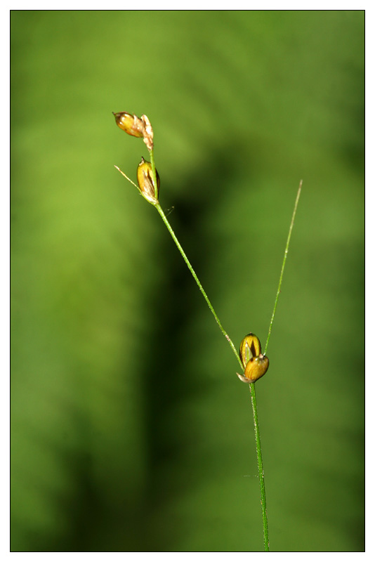 Image of Carex disperma specimen.