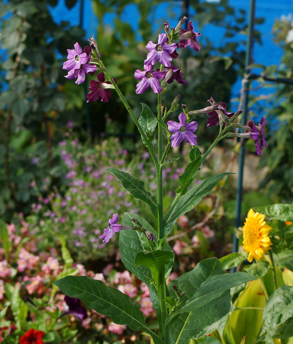 Image of Nicotiana alata specimen.