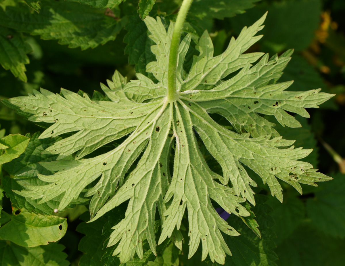 Изображение особи Geranium pratense.