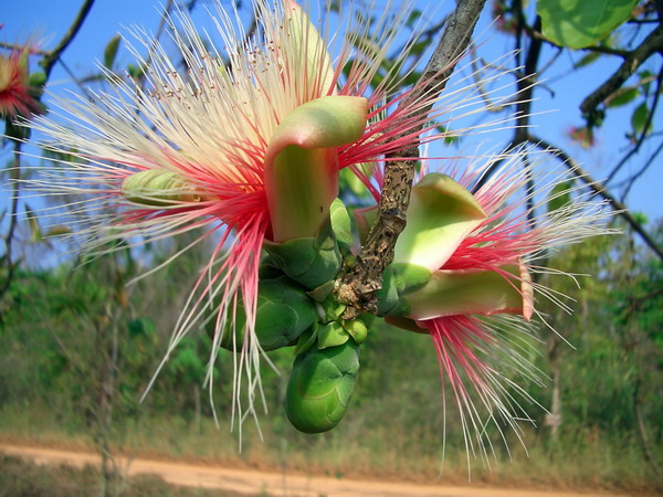 Image of Careya arborea specimen.