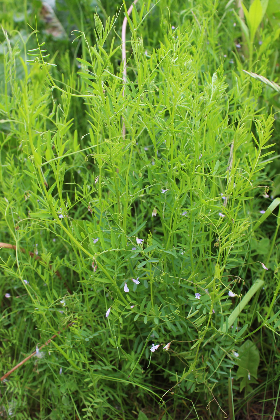 Изображение особи Vicia tetrasperma.