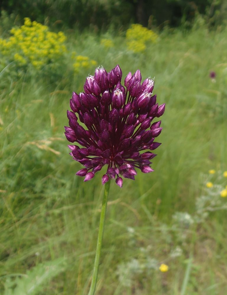 Изображение особи Allium rotundum.