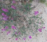 Astragalus versicolor. Цветущее растение. Бурятия, Муйский р-н, пос. Таксимо, песчаный склон холма. 10 июня 2020 г.