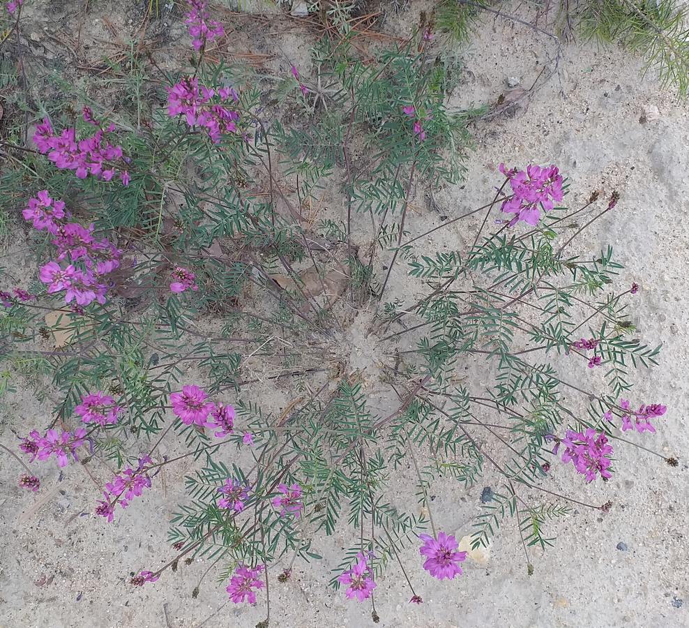 Image of Astragalus versicolor specimen.