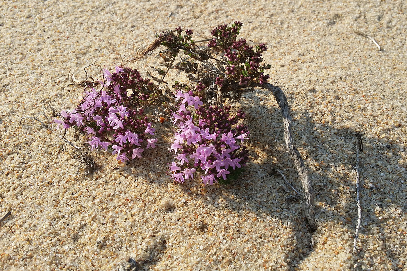 Изображение особи Thymus baicalensis.