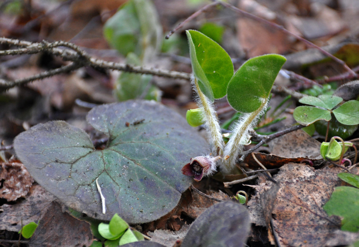 Image of Asarum europaeum specimen.