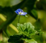 Veronica persica