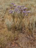 Limonium bungei. Цветущее растение. Украина, г. Запорожье, балка Партизанская, степной участок. 07.08.2020.