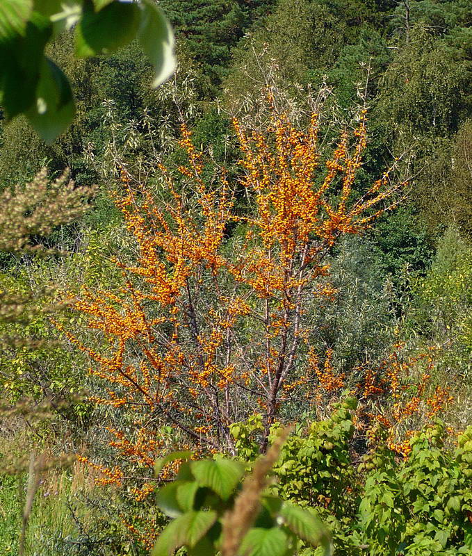 Image of Hippophae rhamnoides specimen.